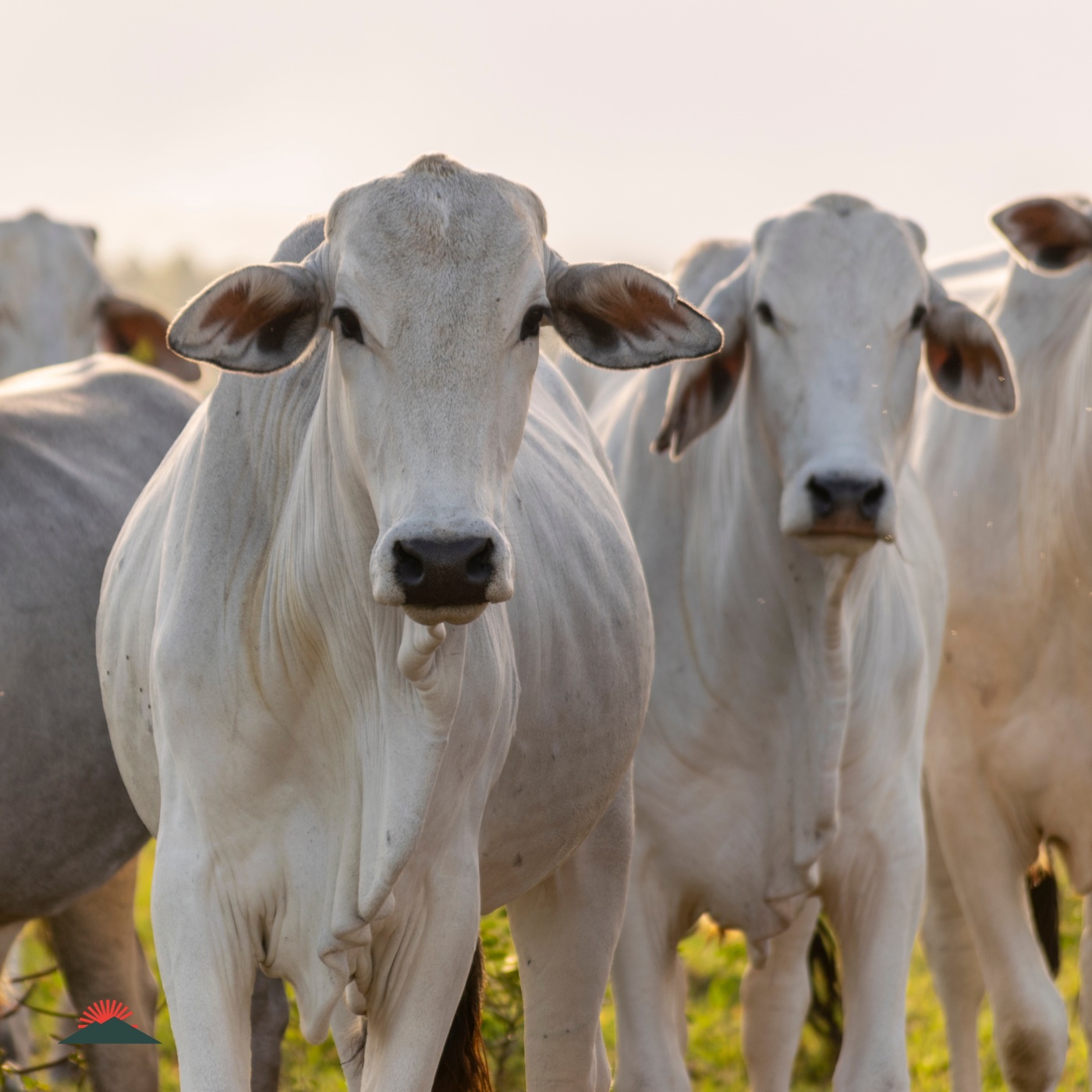 Vacas nelore no pasto, olhando para a câmera
